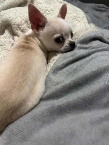 Chihuahua macho anão alto padrao