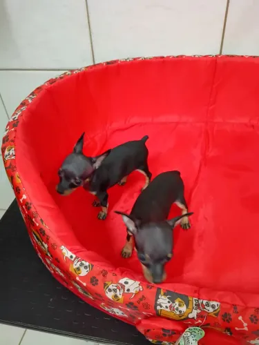 Filhote pinscher zero fêmea preta canela pura 