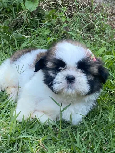 Shih Tzu fêmea em 10x