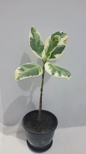 Ficus Elastica Tineke