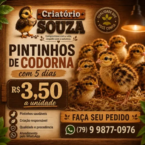 Pintinho de codorna Gigante com 5 dias