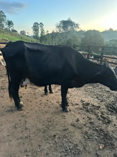 Vendo duas vacas leiteira - 8 mil cada 