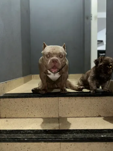 American Bully micro Lilac - Cobertura / Cruza