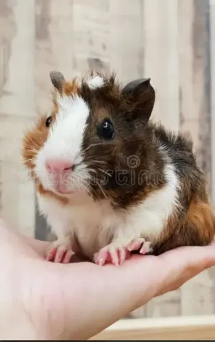 Porquinho da índia abissinio 