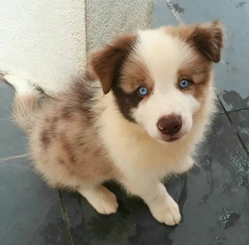 Uma lindeza de filhotes de Border Collie, fêmeas e machinhos!!!