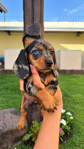 Dachshund Salsichinha