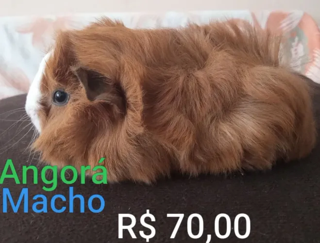 Porquinho da índia Angorá