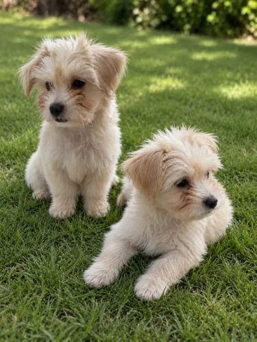 Lindos filhotes Poddle com maltês