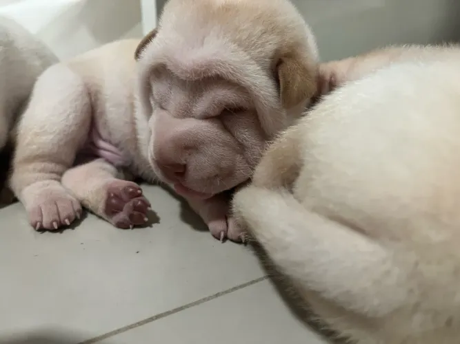 Sharpei filhotes fofinhos 