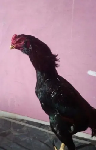 Galo índio 200