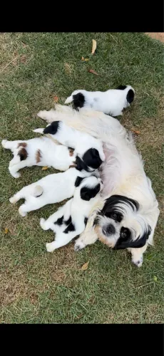Filhotes Shih-tzu Fêmeas 