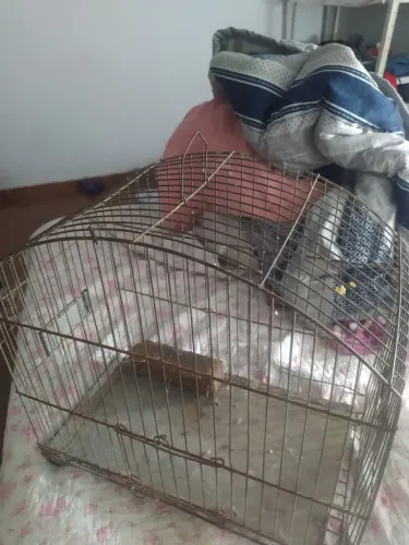 Gaiola em bom estado pra quem gosta de pássaro ?