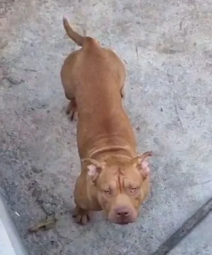 Doace um pitbul