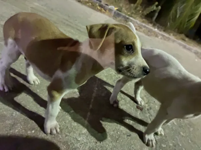Filhote de cachorro doação