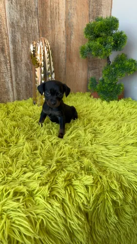 Pinscher fêmea 