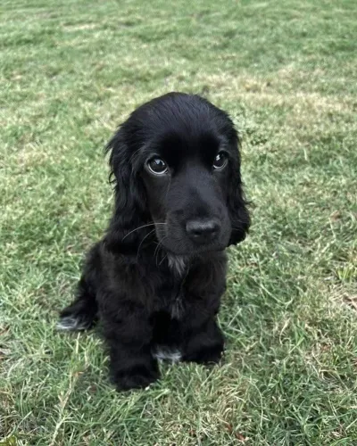 Filhote de cocker spaniel o pequeno companheiro que leva carinho para toda a família 