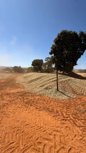 Vendo silo de milho com alto teor de grão!