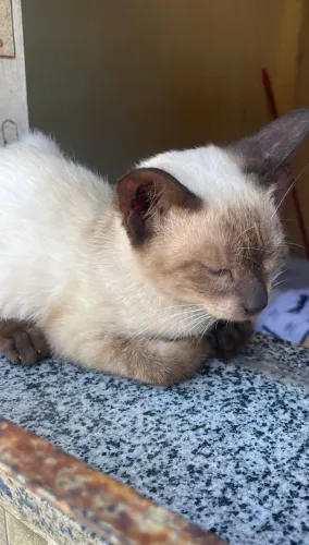 Gato
