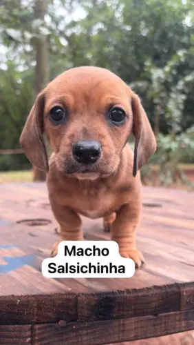 Salsicha Danschund Macho