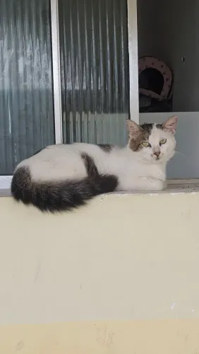 Gatinho para adoção 