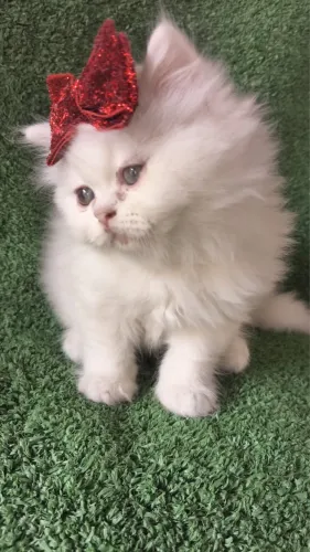 Gato Persa Filhote 