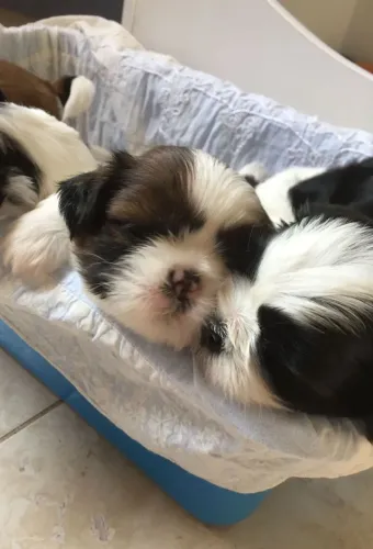 Shih tzu docil e elegante 