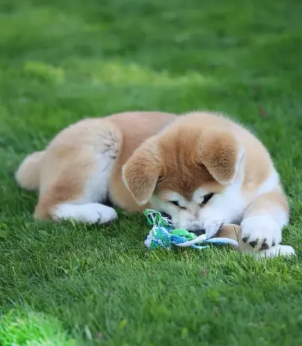 Akita Inu,Akita Inu Filhote Estrutura Perfeita Disponível