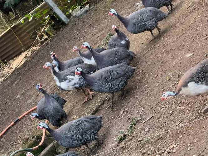 Galinhas da Angola , capote 