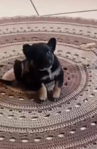 Chihuahua fêmea com mãe pinscher e pai chihuahua com três meses 