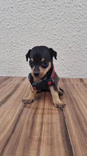 Pinscher n°1