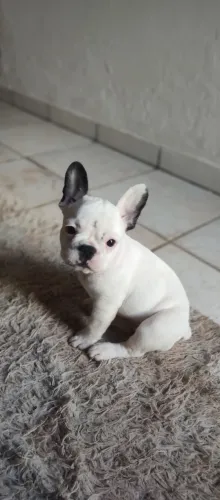Buldog Francês (Fêmea)