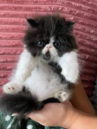 Persa machinho frajolinha 