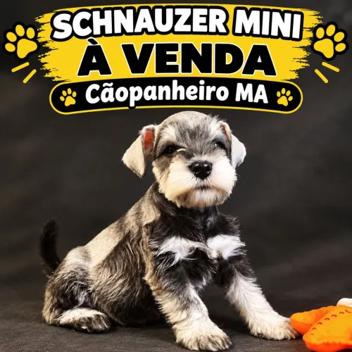 Schnauzer Mini Sal e Pimenta com pedigree!