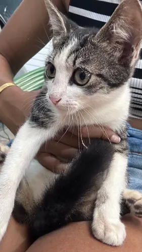 Gato para adoção 