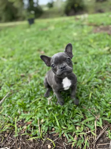 Filhote Bulldog Francês