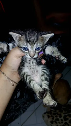Gatinha fêmea de 1mes e meio