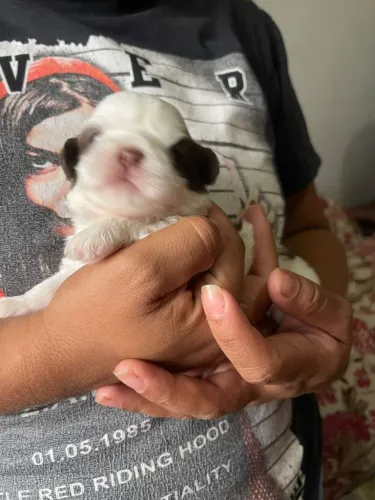 Filhotes de shi tzu