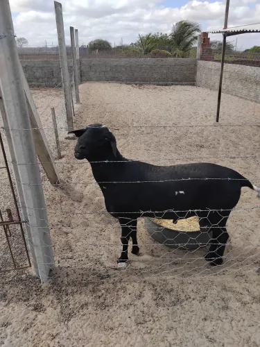 Carneiro
