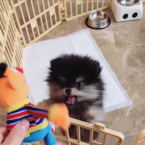Cachorro Lulu da Pomerania raro para sua família