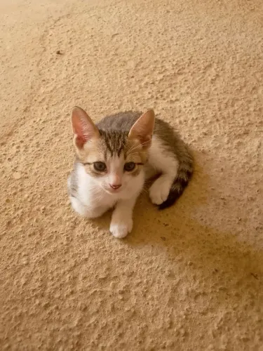 Gatos Para adoção. Para doação. 1 a 2 meses.
