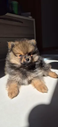 Filhote Spitz Alemão Macho