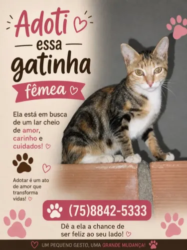 Gatinho para adoção