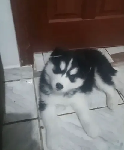 Vendo filhotes de husky