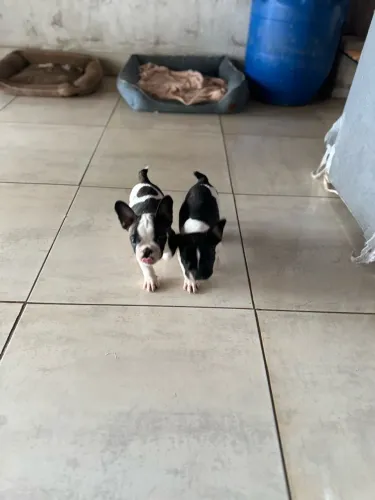 Buldogue francês