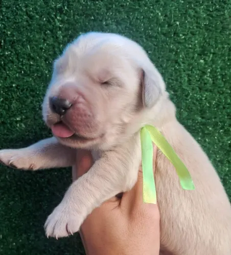 Golden Retriever - macho e fêmea