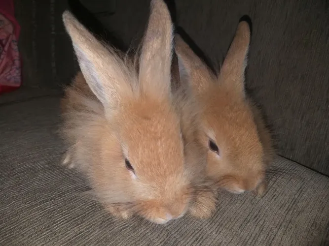 Animal coelhos