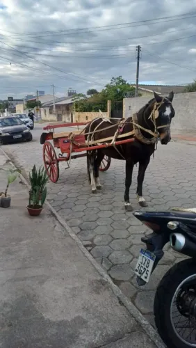 Vendo aranha com cavalo 