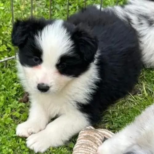 Filhotes de Border Collie | Um pet especial para viver momentos únicos.