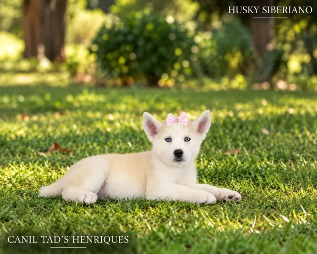 HUSKY SIBERIANO - LINDOS FILHOTES