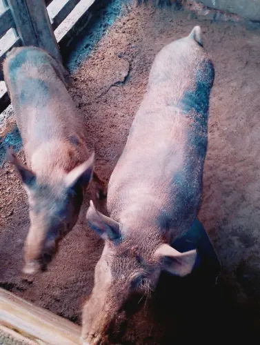 Vendo casal de porco 